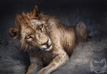  digital_media_(artwork) feline feral grass lion lying male mammal night outside solo tamberella tan_eyes whiskers 