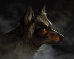  black_fur black_nose canine digital_media_(artwork) feral fur grey_fur mammal solo tamberella whiskers wolf yellow_eyes 