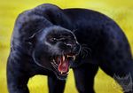  ambiguous_gender black_fur black_lips black_nose day digital_media_(artwork) feline feral fur grass mammal open_mouth outside panther solo standing tamberella tan_eyes teeth tongue whiskers 