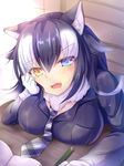  animal_ears bangs black_hair blue_eyes book breast_rest breasts chin_rest eyebrows_visible_through_hair fang gloves grey_neckwear grey_wolf_(kemono_friends) hair_between_eyes hair_flaps hand_on_own_cheek heterochromia holding holding_pencil kemono_friends large_breasts looking_at_viewer multicolored_hair nagare_yoshimi necktie open_book open_mouth pencil plaid plaid_neckwear sidelocks solo table two-tone_hair white_gloves white_hair wolf_ears yellow_eyes 