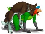  2017 abs all_fours anal anal_penetration animal_genitalia anthro anthro_on_feral avian balls beak bestiality bird black_nose blue_eyes blue_feathers blue_hair brown_fur brown_hair canine claws doggystyle feathers feral from_behind_position fur green_eyes green_feathers green_fur hair half-closed_eyes kneeling knot looking_forward looking_pleasured looking_up male male/male mammal multicolored_feathers multicolored_fur multicolored_tail open_mouth orange_feathers pads_(disambiguation) panting parrot pawpads paws pecs penetration penis precum sex sheath sheppermint simple_background tongue tongue_out truegrave9 vareoth white_background wolf 