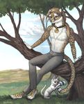  cat cheetah collar feline feral male mammal sitting spots susan_van_camp tree whiskers 