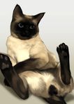  as109 as109's_cat cat cat_focus commentary highres no_humans original realistic siamese_cat solo testicles whiskers 