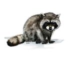  2017 ambiguous_gender coypowers cub cute feral looking_at_viewer mammal raccoon solo young 