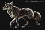  2004 canine coyote feral male mammal rog_minotaur solo walking 