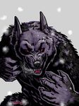  2011 canine male mammal snarling snow solo susan_van_camp were werewolf 