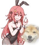  ahoge alternate_costume animal_ears bare_shoulders black_leotard breasts bunny_ears bunny_girl bunny_hair_ornament bunny_tail bunnysuit commentary covered_navel cowboy_shot crescent crescent_hair_ornament detached_collar disco_brando dog hair_between_eyes hair_ornament hair_ribbon kantai_collection leotard light_bulb long_hair looking_at_viewer meme off_shoulder one_eye_closed pantyhose pink_eyes pink_hair real_life_insert ribbon shiba_inu small_breasts tail uzuki_(kantai_collection) 