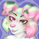 1:1 2025 absurd_res anthro arm_tuft australian_shepherd black_eyebrows black_eyeliner blue_background blush blush_lines canid canine canis cheek_tuft colored digital_drawing_(artwork) digital_media_(artwork) domestic_dog eyebrows eyelashes eyeliner eyeshadow facial_markings facial_tuft female floppy_ears folded_ears fur genital_markings genitals green_body green_eyes green_fur green_markings head_markings heart_(marking) herding_dog heterochromia hi_res light lighting looking_at_viewer makeup mammal markings melon_(twinkworshiper8) multicolored_body nude open_mouth pastoral_dog penis penis_markings pink_eyes pink_eyeshadow pink_markings pink_nose pink_tongue pupils shaded sheepdog shoulder_tuft simple_background smile solo spots spotted_body teeth tongue trans_(lore) trans_woman_(lore) tuft twinkworshiper8 white_body white_fur