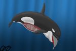  cetacean dolphin mammal marine oral_vore orca orcaxdragon vore whale 