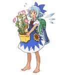 &gt;:) backpack bag barefoot blue_bow blue_dress blue_eyes blue_hair bow cirno dress flower flower_pot flying_sweatdrops hair_bow hidden_star_in_four_seasons holding ice ice_wings iwamoto_zerogo leaf plant pointy_ears randoseru short_hair simple_background smile solo sunflower tan tanned_cirno touhou v-shaped_eyebrows vines white_background wings 