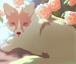  akitamonster canine feral flower fur looking_at_viewer lying mammal paws plant solo tan_fur white_fur 