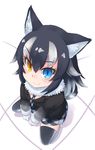  :&gt; animal_ears black_hair black_jacket black_legwear blazer blue_eyes blush breast_pocket clenched_hands eyebrows eyebrows_visible_through_hair eyelashes fang fang_out floor from_above full_body fur_collar fur_trim gloves gradient_clothes grey_wolf_(kemono_friends) hair_between_eyes heterochromia highres indoors jacket kemono_friends kibisake long_hair long_sleeves looking_at_viewer looking_up multicolored_hair necktie nose_blush plaid plaid_neckwear plaid_skirt pleated_skirt pocket shadow skirt sleeve_cuffs slit_pupils smile solo squatting thighhighs tsurime two-tone_hair wavy_hair white_background white_gloves white_hair wolf_ears yellow_eyes zettai_ryouiki 