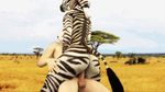  3d_(artwork) animated anthro balls breasts butt comandorekin cowgirl_position digital_media_(artwork) equine erection female female_on_top human human_on_anthro interspecies male male/female mammal no_sound nude on_top penetration penis sex spread_legs spreading thick_thighs vaginal vaginal_penetration wide_hips zebra 