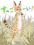  animal animalization bow bowtie brown_eyes commentary_request fangs full_body grass highres kemono_friends natsume_(kan_natsu) open_mouth serval serval_(kemono_friends) serval_print solo standing striped_tail tail translated whiskers white_background 
