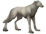 alpha_channel black_nose canine charlottechambers claws digital_media_(artwork) feral fur grey_fur male mammal simple_background solo standing transparent_background wolf 