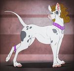  2017 4_toes brown_hair canine claws collar digital_media_(artwork) dog ear_piercing female feral fur great_dane hair jewelry mammal pawpads piercing psy101 scar simple_background smile solo tag toes white_fur 