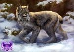  ambiguous_gender day detailed_background feline feral fur grey_fur lynx mammal outside snow solo standing whiskers wolnir yellow_eyes 