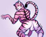 2023 anthro anus athletic athletic_anthro athletic_male balls butt butt_focus clawed_fingers digital_drawing_(artwork) digital_media_(artwork) duo erection fang_the_tiger_(artist) fang_the_tiger_(character) fangs felid feline fur genitals humanoid_genitalia humanoid_penis looking_at_viewer looking_back male male_focus mammal markings nude pantherine penis pink_body pink_fur presenting presenting_anus presenting_balls presenting_hindquarters ring_(marking) ringed_tail shaded showing_teeth signature simple_background simple_shading solo spread_butt spreading striped_body striped_fur striped_markings striped_tail stripes tail tail_markings teeth tiger white_body white_fur