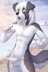  2015 anthro athletic balls beach black_claws black_ears black_fur black_nose black_tail border_collie brown_eyes canine claws clothing collie day dean_(q) digital_media_(artwork) dog ear_tuft english_text floppy_ears fluffy fluffy_tail foreskin front_view fur hair half-erect humanoid_penis iskra looking_at_penis looking_down male mammal multicolored_tail navel open_mouth pawpads pecs penis pink_pawpads sand seaside shoulder_tuft solo standing surprise teeth text thong tongue tree tuft two-toned_fur uncut wardrobe_malfunction water white_fur white_hair white_tail 