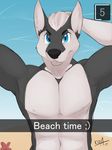  beach blue_eyes canine clothed clothing cute dog flexing hair husky kida_howlette looking_at_viewer male mammal muscular navel pecs seaside selfie short_hair smile snapchat topless wolf 