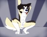  anthro anus canid canine canis collie crouching curled_tail dancing domestic_dog female genitals herding_dog hi_res looking_at_viewer mammal multi_nipple nipples pastoral_dog pole pole_dancing pussy sheepdog simple_background smile smirk solo tail tongue tongue_out vixeyhuskybutt_(artist) 