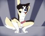  animal_genitalia animal_penis anthro anus canid canine canine_genitalia canine_penis canis collie crouching curled_tail dancing domestic_dog genitals herding_dog hi_res knot looking_at_viewer male mammal multi_nipple nipples pastoral_dog penis pole pole_dancing sheepdog simple_background smile smirk solo tail tongue tongue_out vixeyhuskybutt_(artist) 