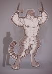  2014 abs animal_genitalia anthro areola balls chain experiment feline growth hyper hyper_muscles injection mainlion male mammal muscle_growth muscular muscular_male needles nipples nude pecs sheath siberian_tiger thick_thighs tiger tubes vein veiny_muscles 