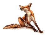  canine eyes_closed feral fox kenket mammal scratching simple_background sitting 