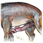  anatomically_correct animal_genitalia animal_penis cum feral invalid_background male malicorne_(artist) mammal penis solo tapir 