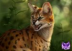  ambiguous_gender black_lips black_nose blurred_background day feline feral fur grass green_eyes mammal open_mouth orange_fur outside serval solo spots spotted_fur teeth tongue whiskers wolnir 