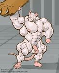  2015 anthro areola balls big_balls big_penis eyes_closed hyper hyper_muscles laboratory lifting mainlion male mammal micro mouse muscular muscular_male nipples nude pecs penis rodent solo thick_thighs 