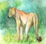  cat feline feral fuzzymaro lion mammal traditional_media_(artwork) watercolor_(artwork) 