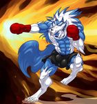  2017 abs animal_genitalia anthro balls black_nose blue_hair blue_skin boxing boxing_gloves bulge canine capcom clenched_fists clothing darkstalkers eyebrows gloves hair hungothenomster jon_talbain male mammal multicolored_hair multicolored_skin muscular short shorts solo sport standing video_games were werewolf white_hair white_skin yellow_eyes 