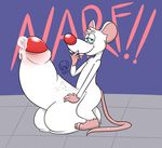 animaniacs foreskin glitchedweasel hyper male mammal pinky precum rat rodent 