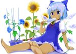  arm_support bangs barefoot blue_bow blue_dress blue_eyes blue_flower blue_hair bow cirno collared_shirt commentary_request dress eating expressionless eyebrows_visible_through_hair fairy_wings feet flower food food_in_mouth foreshortening hair_bow hand_up holding holding_food ice ice_wings looking_at_viewer melting mocchi neck_ribbon pinafore_dress plant popsicle potted_plant puffy_short_sleeves puffy_sleeves red_ribbon ribbon shadow shiny shiny_hair shirt short_hair short_sleeves simple_background sitting solo sunflower tan tanline tanned_cirno toes touhou vines white_background white_shirt wing_collar wings 