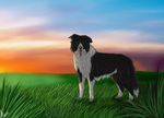  2015 black_fur black_nose border_collie brown_eyes canine cinta cloud collie dog feral flopped_ears fur grass looking_at_viewer mammal multicolored_fur sheep_dog side_view sky solo standing sunset tongue tongue_out white_fur 