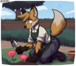 2026 5_fingers anthro apron artist_name backyard balthy_(suitedwolfie) big_ears big_eyes big_tail biped black_boots black_clothing black_eyebrows black_footwear black_gloves black_handwear black_outline blue_bottomwear blue_clothing blue_pants blue_sky boots bottomwear brown_body brown_ear_tips brown_fence brown_fur brown_nose button_(fastener) canid canine cheek_tuft clothing cloud collared_shirt countershading day digital_drawing_(artwork) digital_media_(artwork) dipstick_ears dipstick_tail dirty dirty_clothing dirty_fur ear_markings eyebrows facial_tuft fence fingers flower fluffy fluffy_tail footwear fox fur gardening gardening_gloves gardening_tool gloves grass green_apron green_clothing hair hand_on_ground handwear head_tuft hi_res holding_object holding_trowel humanoid_hands inner_ear_fluff kneeling kneeling_on_ground leaf looking_down male mammal markings multicolored_body multicolored_ears orange_body orange_ears orange_fur orange_hair orange_tail outline outside pants plant plant_pot plantigrade red_flower red_fox rolled_up_sleeves shaded shirt shoes sky snout solo sparkles sparkling_eyes spring spring_(season) suitedwolfie tail tail_markings text topwear tree trowel true_fox tuft two_tone_body watermark white_body white_clothing white_eyes white_fur white_inner_ear_fluff white_sclera white_shirt white_tail_tip white_topwear wood wood_fence