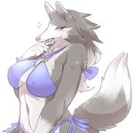  2017 anthro bikini blush canine clothing dipstick_tail embarrassed female fluffy fluffy_tail fur grey_fur half-length_portrait kemono lo_liero mammal multicolored_tail navel nipple_bulge open_mouth portrait purple_eyes side_view simple_background solo standing swimsuit teeth white_background white_fur wolf 