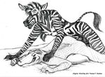  2006 anal anal_penetration anthro anthro_on_anthro balls bed big_tail crocodilian dharken duo equine erection eyes_closed from_behind_position interspecies lying male male/male male_penetrating mammal monochrome on_bed pain penetration penis pillow pinned predator/prey reptile scalie sex traditional_media_(artwork) zebra 
