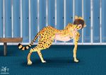  cheetah feline female mammal overwatch solo tracer_(overwatch) transformation video_games witchfiend 