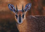  2018 acrylic_painting_(artwork) ambiguous_gender antelope beady_eyes black_eyes black_fur black_horn black_nose bovid brown_background brown_fur brown_theme bust_portrait detailed detailed_fur eyelashes feral fur grysbok horn inner_ear_fluff lighting looking_at_viewer mammal multicolored_fur orange_fur painting_(artwork) photorealism portrait raphicerus shadow sharpe&#039;s_grysbok simple_background smile snout solo traditional_media_(artwork) true_antelope white_fur willemsvdmerwe 