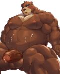  1boy absurdres animal_ears bara bear_boy bear_ears belly biceps brown_fur commentary_request completely_nude cum cum_on_body cum_on_stomach erection foreskin furry furry_male highres juuichi_mikazuki looking_at_penis looking_down male_focus morenatsu navel negitsururu nipples nude open_mouth pectorals penis plump testicles white_background 