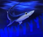  2015 feral fin fish marine neotheta shark solo underwater water 