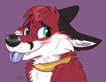  2017 anthro biped black_fur black_markings black_nose blue_tongue blush bust_portrait canine cheek_tuft collar cute cute_fangs digital_media_(artwork) ears_back eyebrows facial_markings fangs fox front_view fur green_eyes head_tuft looking_at_viewer male mammal markings multicolored_fur portrait purple_background red_fur shy signature simple_background smile snout solo tongue tongue_out tuft waywardmutt white_fur zoru 