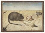 1594 16th_century absurd_res ambiguous_feral ambiguous_gender ancient_art candle dated detailed_background drupe_(fruit) duo feral floor food fruit fur gouache_(artwork) hi_res joris_hoefnagel latin_text long_tail mammal mouse murid murine painting_(artwork) plant quadruped rodent side_view standing tail text traditional_media_(artwork) traditional_painting_(artwork) translation_request walnut whiskers wood wood_floor