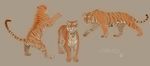  ambiguous_gender caraid feline feral fur mammal orange_fur paws simple_background solo standing striped_fur stripes tiger 