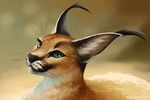  ambiguous_gender black_nose blurred_background caracal feline feral fur green_eyes mammal neotheta orange_fur solo whiskers 
