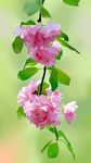  blurry flower flower_request green_background highres no_humans sunnyshali 