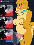 3:4 absurd_res anthro balls bodily_fluids canid canine canis chastity_device cone_of_shame curled_tail domestic_dog doshiba_solaris doug_polaris embarrassed english_text genital_fluids genitals hi_res humor knot knotted_penis male mammal medical_instrument penis precum scientific_instrument shiba_inu shy slightly_chubby solo spitz submissive tail tears text texting
