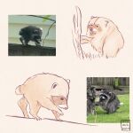 1:1 2026 absurd_res ambiguous_gender davis_bickford digital_drawing_(artwork) digital_media_(artwork) disability feral fur grass hi_res jimothy mammal plant procyonid raccoon reference_image short_tail sketch snout solo tail tree walking